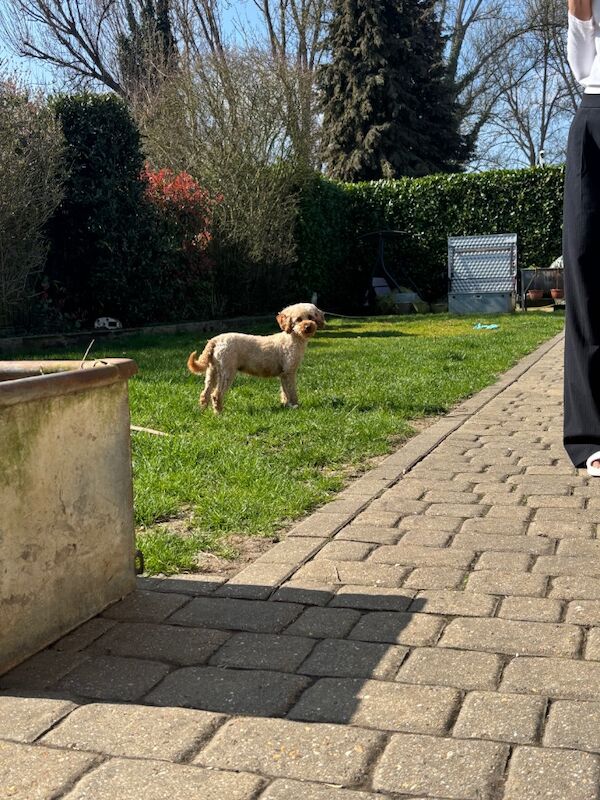 Poodle puppies for sale in Staines-upon-Thames, Surrey – 11 months old - Image 11 of 12