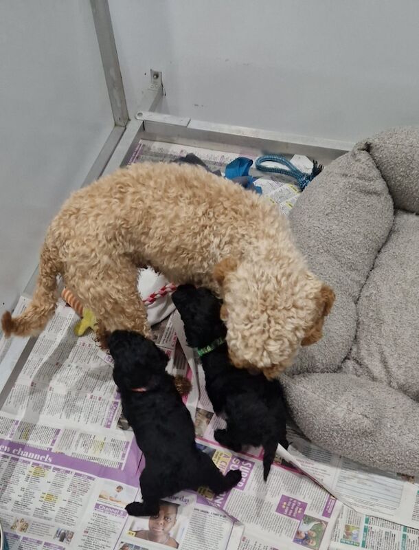 Poodle puppies for sale in Staines-upon-Thames, Surrey – 11 months old - Image 12 of 12