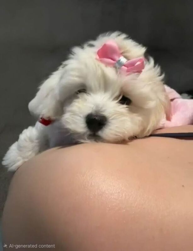 Home-Raised F1 Maltipoo Puppy – ready Now