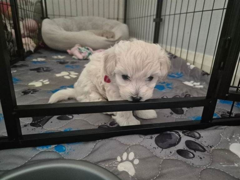 Home-Raised F1 Maltipoo Puppy – ready Now - Image 2 of 5