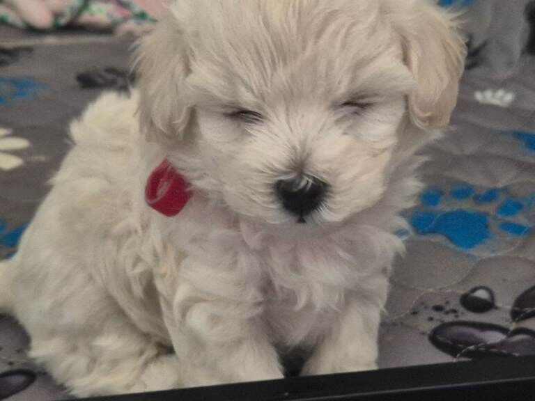 Home-Raised F1 Maltipoo Puppy – ready Now - Image 3 of 5