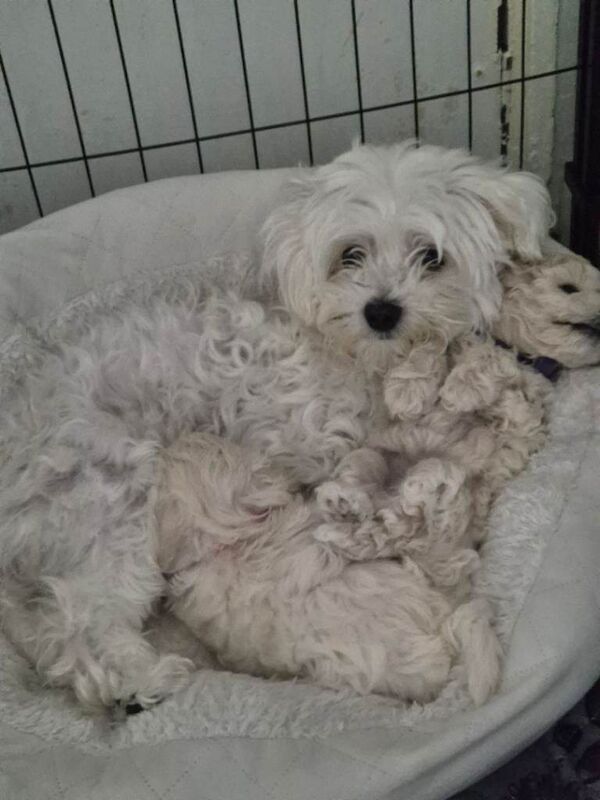 Home-Raised F1 Maltipoo Puppy – ready Now - Image 4 of 5