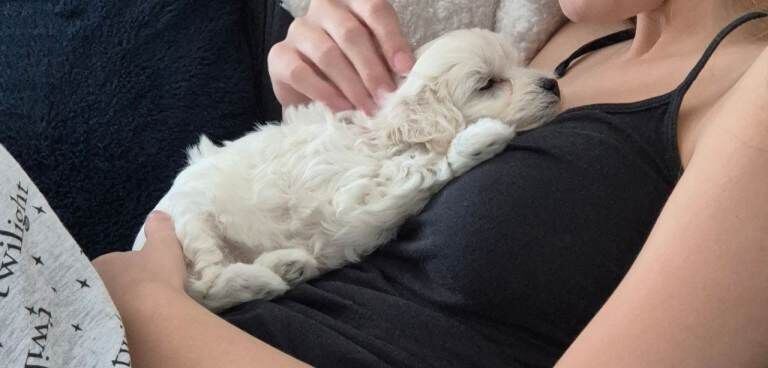 Home-Raised F1 Maltipoo Puppy – ready Now - Image 5 of 5