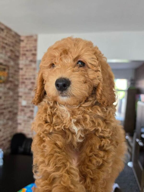 Hypoallergenic Maltipoo x Cockapoo Puppies - Image 2 of 3