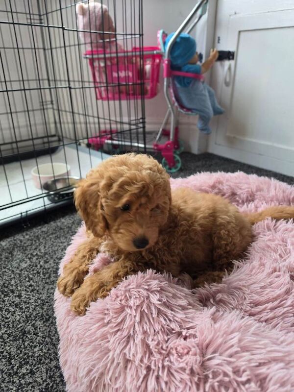 Hypoallergenic Maltipoo x Cockapoo Puppies - Image 3 of 3