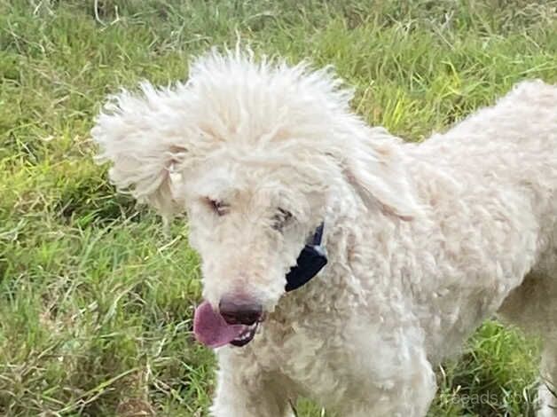 Poodle puppies for sale in Peterborough, Cambridgeshire – 4 years old - Image 2 of 5