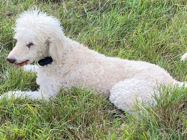 Poodle puppies for sale in Peterborough, Cambridgeshire – 4 years old - Image 3 of 5