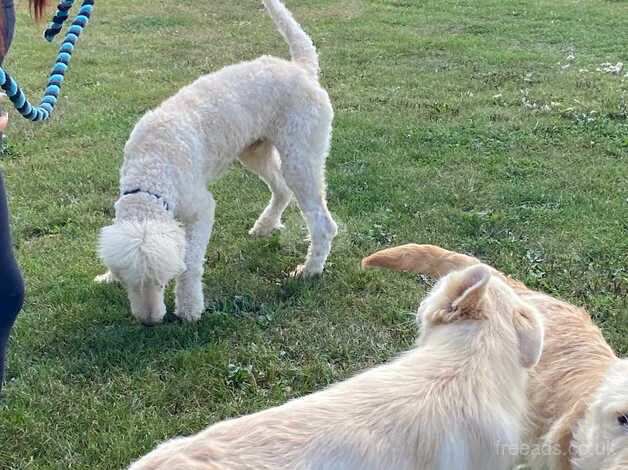 Poodle puppies for sale in Peterborough, Cambridgeshire – 4 years old - Image 4 of 5