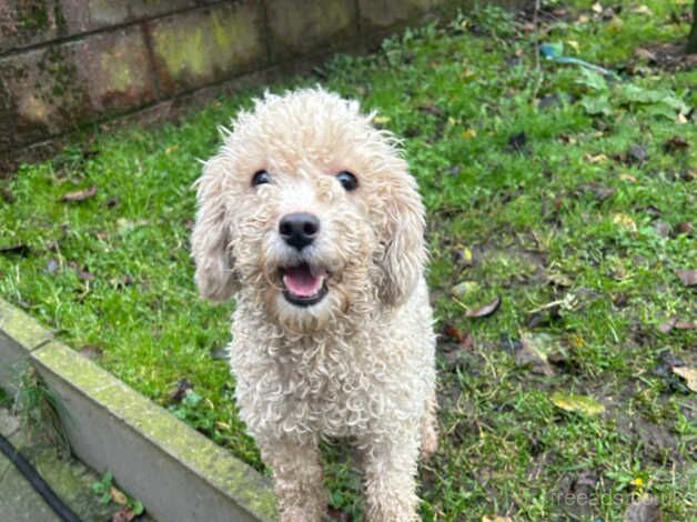 Poodle puppies for sale in Leven, Fife – 1 year old - Image 1 of 1