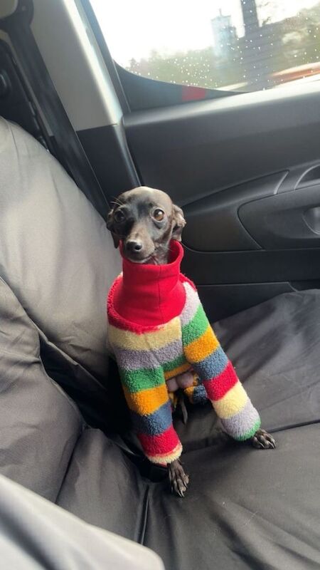 Italian greyhound puppy x toy poodle - Image 2 of 2