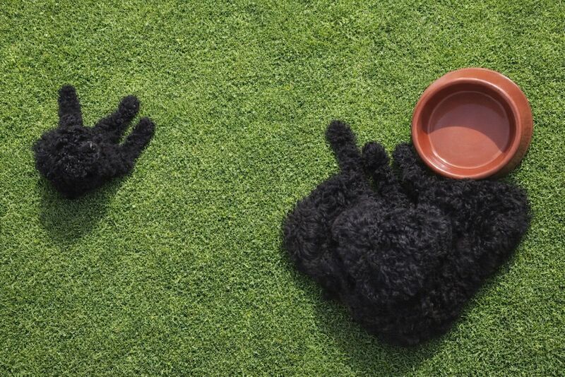Kc health tested standard poodle - Image 2 of 15