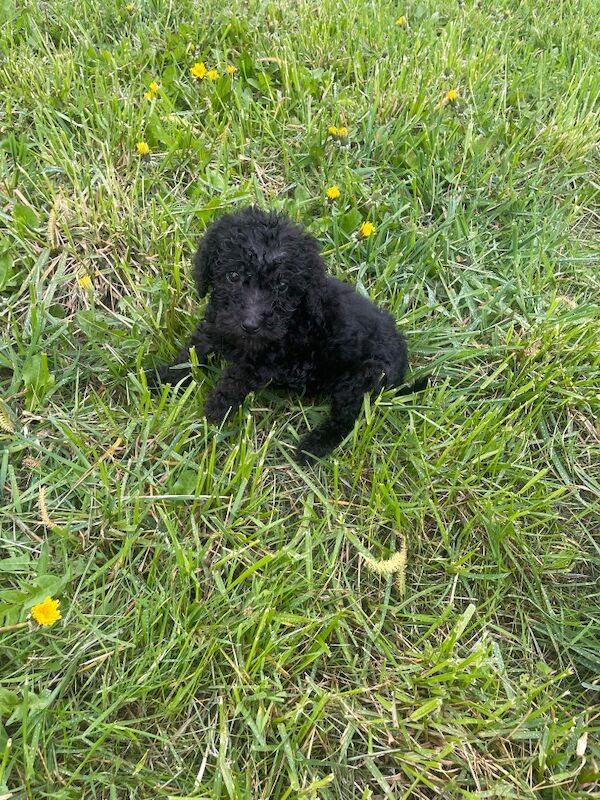 Kc health tested standard poodle - Image 3 of 15