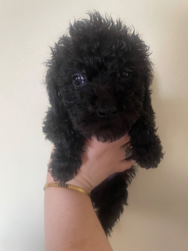 Kc health tested standard poodle - Image 4 of 15
