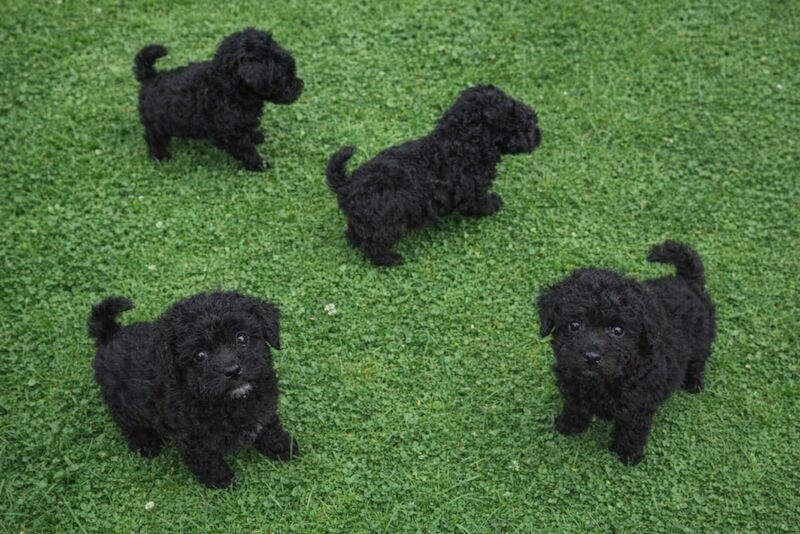 Kc health tested standard poodle - Image 5 of 15