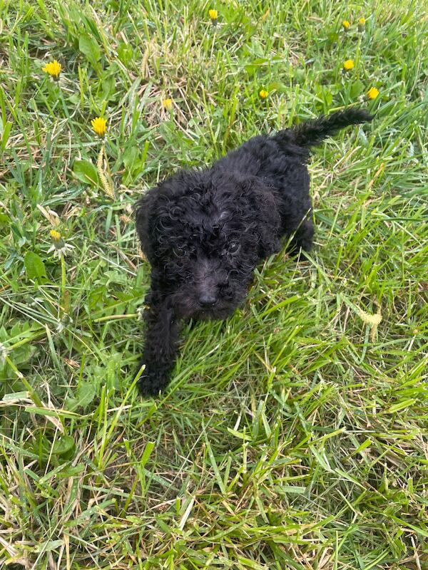 Kc health tested standard poodle - Image 6 of 15