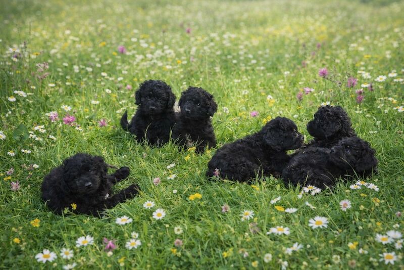 Kc health tested standard poodle - Image 7 of 15