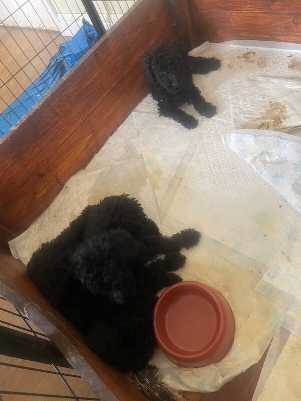 Kc health tested standard poodle - Image 8 of 15