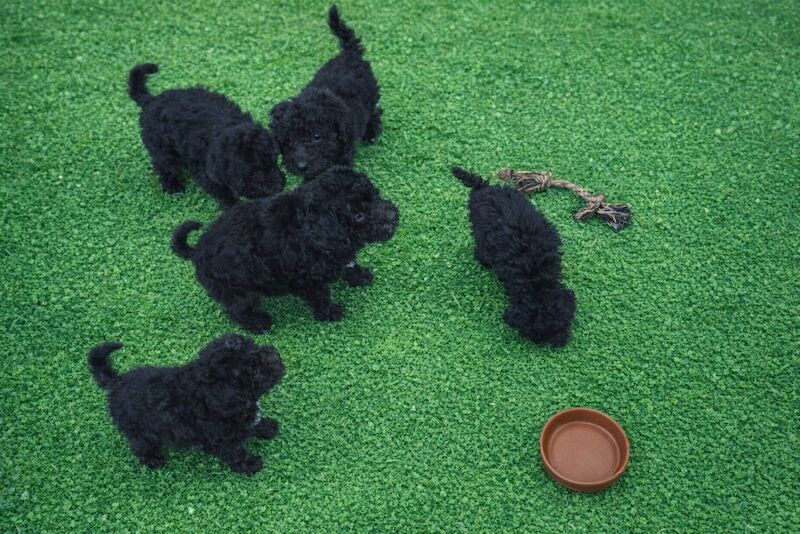 Kc health tested standard poodle - Image 9 of 15