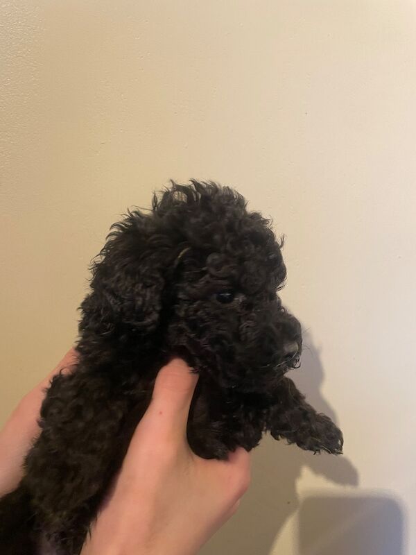 Kc health tested standard poodle - Image 10 of 15