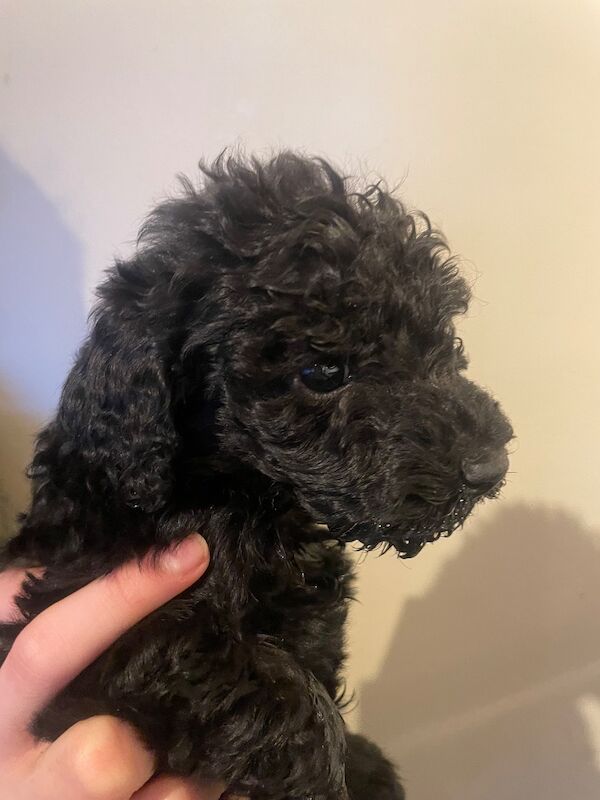 Kc health tested standard poodle - Image 11 of 15