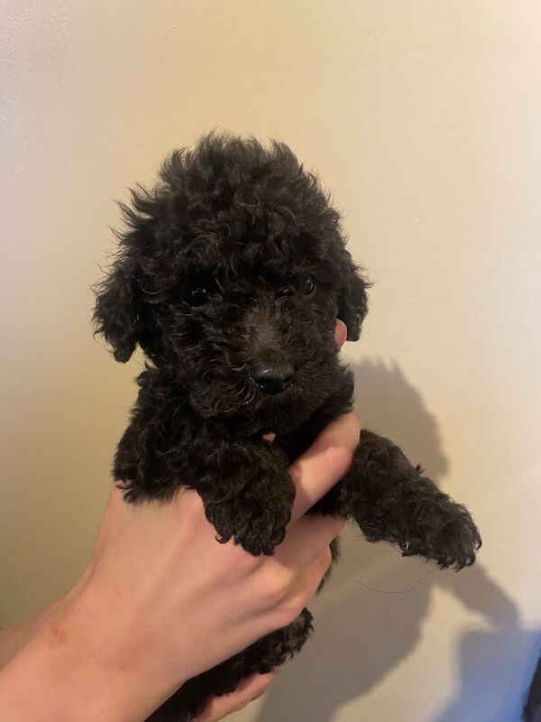 Kc health tested standard poodle - Image 12 of 15