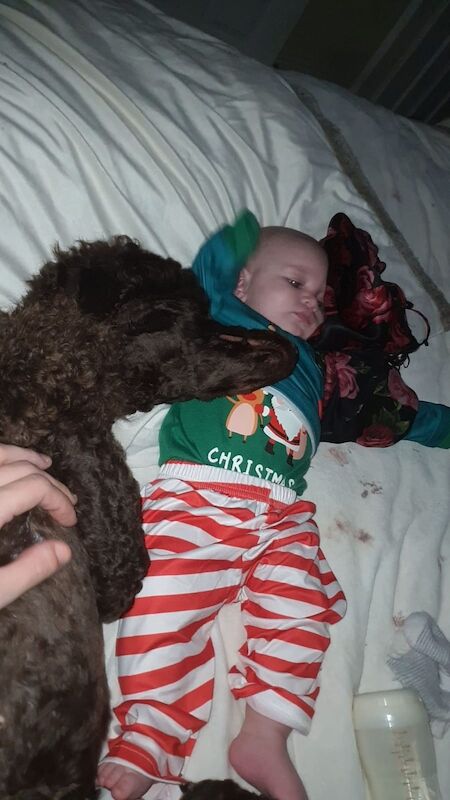Kc health tested standard poodle - Image 13 of 15
