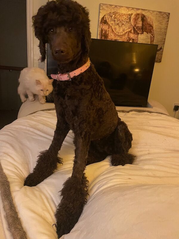 Kc health tested standard poodle - Image 14 of 15