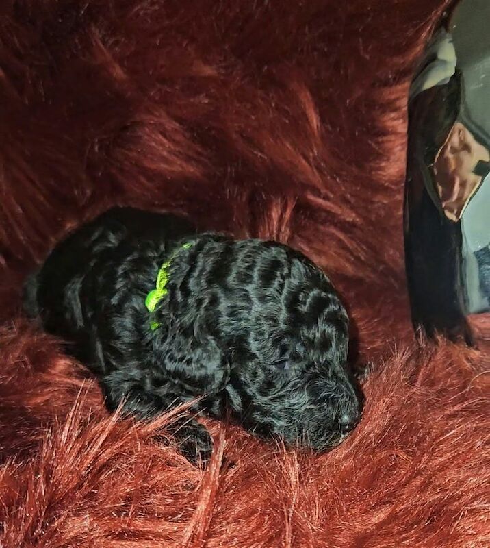 Poodle Puppies For Sale