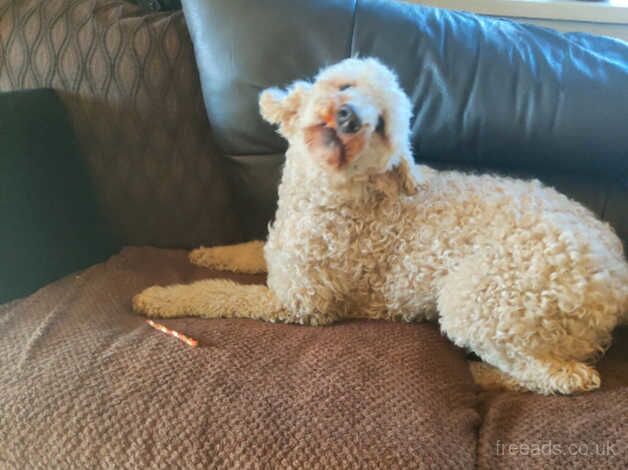 Poodle puppies for sale in Swansea/Abertawe, Swansea – KC registered, 2 years old - Image 2 of 4
