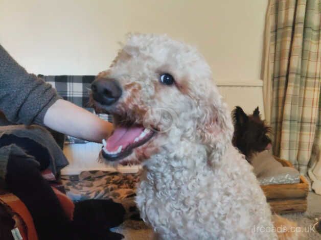 Poodle puppies for sale in Swansea/Abertawe, Swansea – KC registered, 2 years old - Image 3 of 4