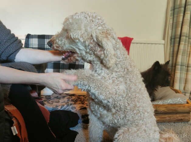 Poodle puppies for sale in Swansea/Abertawe, Swansea – KC registered, 2 years old - Image 4 of 4