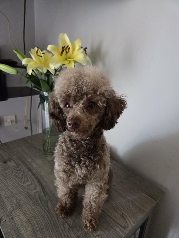 KC Reg Brown Toy Poodle For Stud