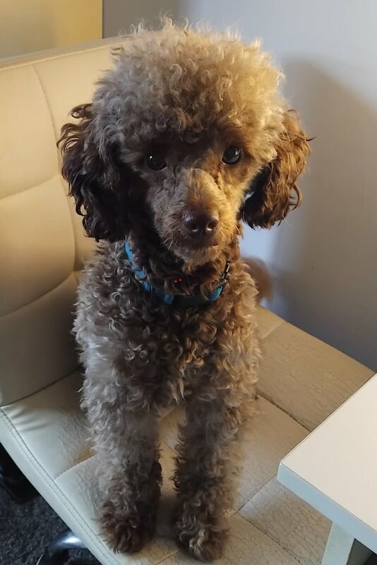 KC Reg Brown Toy Poodle For Stud - Image 2 of 3