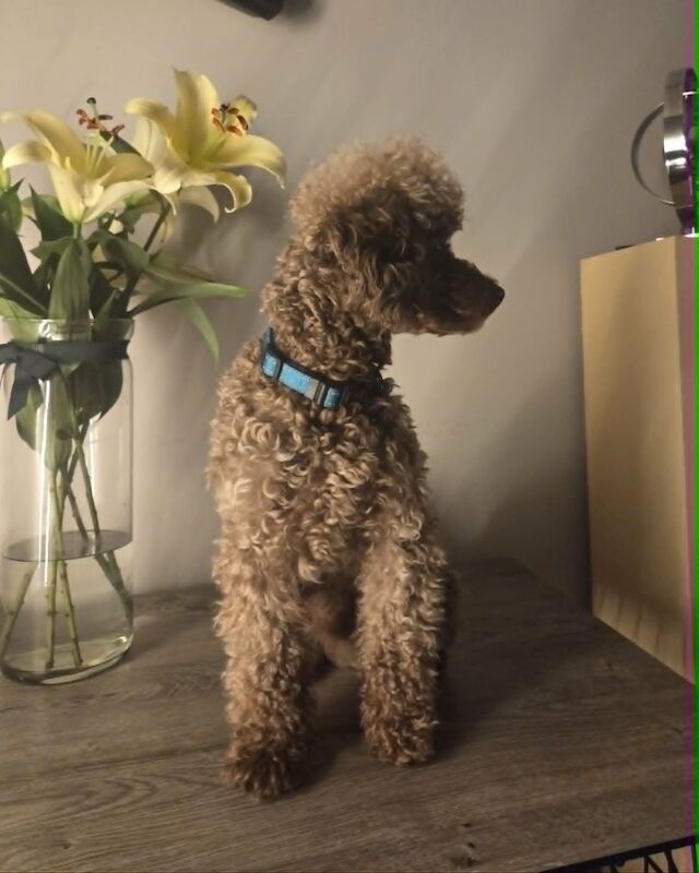 KC Reg Brown Toy Poodle For Stud - Image 3 of 3