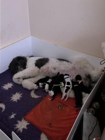 KC reg heath tested blue and silver standard poodle puppies for sale in Spilsby, Lincolnshire