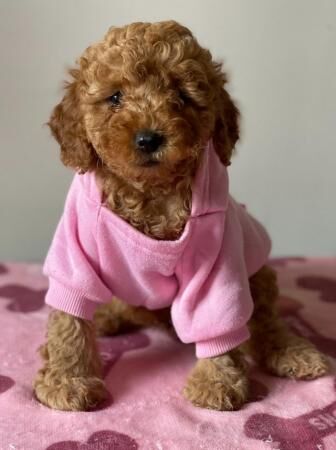 Kc reg miniature poodles for sale in Clayton, Staffordshire