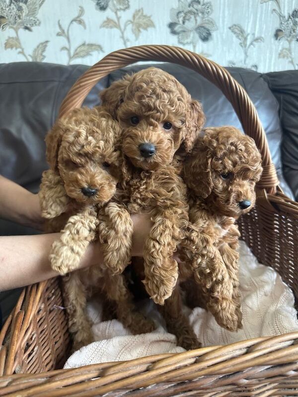 Kennel Club Registered Poodle Puppies For Sale
