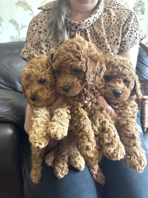 KC Reg PureBred Toy Poodle Pups - Image 2 of 6