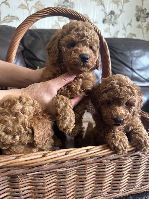 KC Reg PureBred Toy Poodle Pups - Image 3 of 6