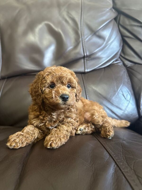 KC Reg PureBred Toy Poodle Pups - Image 4 of 6