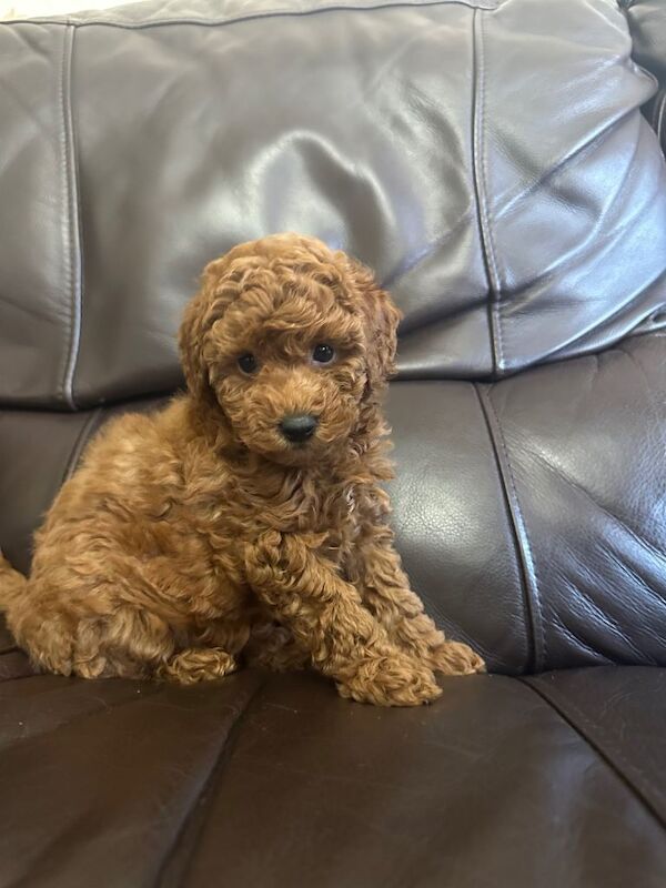 KC Reg PureBred Toy Poodle Pups - Image 5 of 6