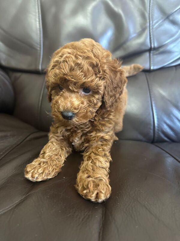 KC Reg PureBred Toy Poodle Pups - Image 6 of 6