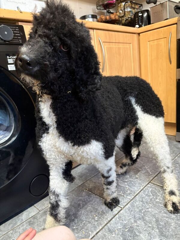 Poodle Puppies For Sale