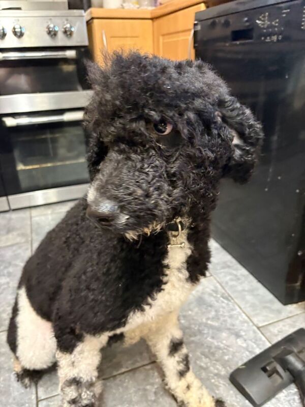 Kc reg standard poodle girl - Image 2 of 5