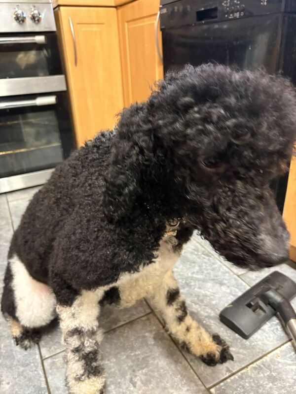 Kc reg standard poodle girl - Image 3 of 5