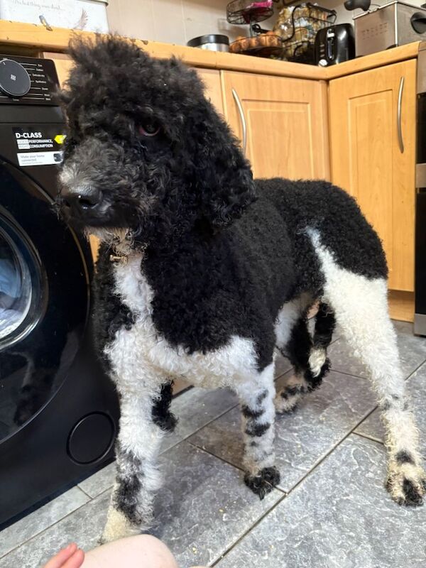 Kc reg standard poodle girl - Image 4 of 5