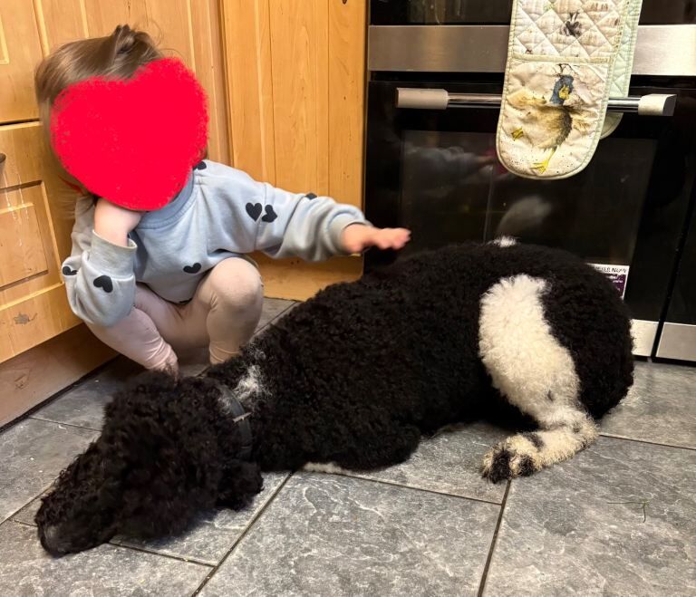 Kc reg standard poodle girl - Image 5 of 5