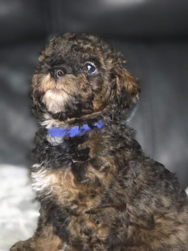 Poodle puppies for sale in Raunds, Northamptonshire – KC registered, 11 weeks old