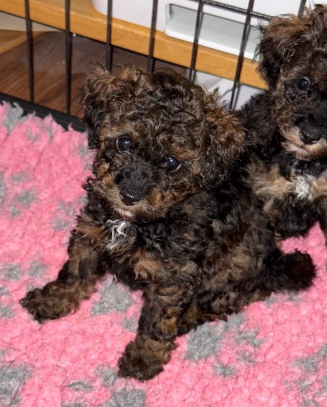 Poodle puppies for sale in Raunds, Northamptonshire – KC registered, 11 weeks old - Image 2 of 3
