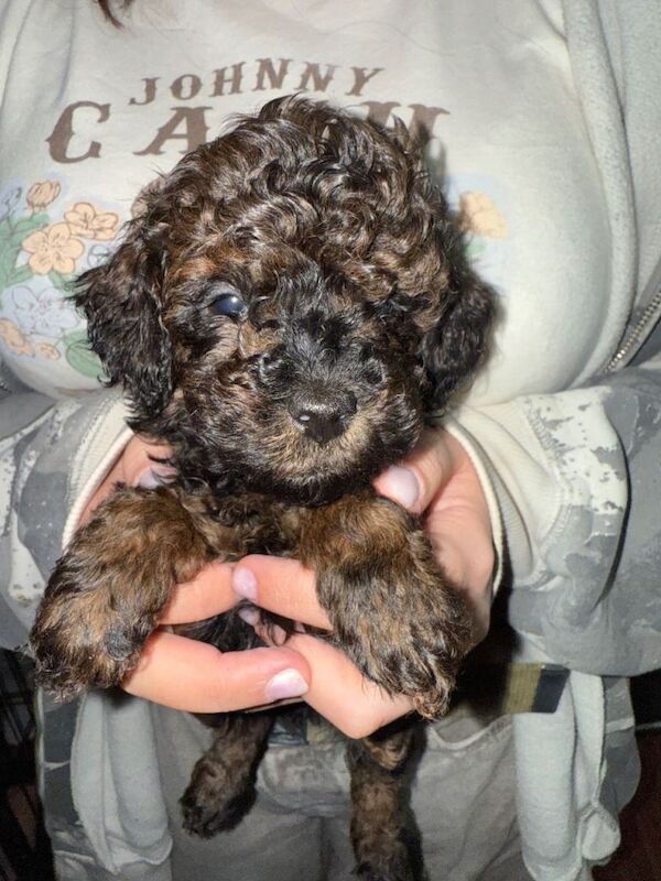 Poodle puppies for sale in Raunds, Northamptonshire – KC registered, 11 weeks old - Image 3 of 3